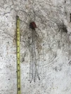 Kohler 4CZ23 Kva 4000 Watt Marine Gas Generator Wire Wiring Plug. Fixed Price $12.00.